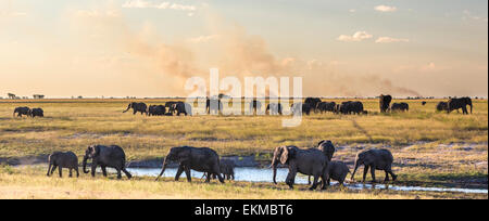 Elephant herds at the Chobe River in Chobe National Park at sunset. Background fires were set by farmers in adjacent Namibia Stock Photo