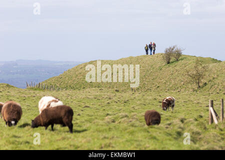 Wiltshire, UK. 12th April, 2015. UK Weather: Strong blustery winds high upon the landmark chalk White Horse above the town of Westbury. The strong winds did not stop many members of the public from visiting and making use of the weather to hike, walk pet dogs, fly kites and enjoy the stunning views across the Wiltshire vale.  The site is protected by English Heritage who maintain the ancient Iron Age hill fort seasonally by allowing grazing flocks of sheep to maintain favourable chalk grasses and scrub plants.   Credit:  Wayne Farrell/Alamy Live News Stock Photo