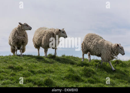 Wiltshire, UK. 12th April, 2015. UK Weather: Strong blustery winds high upon the landmark chalk White Horse above the town of Westbury. The strong winds did not stop many members of the public from visiting and making use of the weather to hike, walk pet dogs, fly kites and enjoy the stunning views across the Wiltshire vale.  The site is protected by English Heritage who maintain the ancient Iron Age hill fort seasonally by allowing grazing flocks of sheep to maintain favourable chalk grasses and scrub plants.   Credit:  Wayne Farrell/Alamy Live News Stock Photo