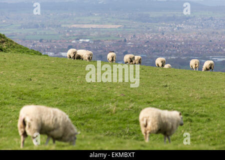 Wiltshire, UK. 12th April, 2015. UK Weather: Strong blustery winds high upon the landmark chalk White Horse above the town of Westbury. The strong winds did not stop many members of the public from visiting and making use of the weather to hike, walk pet dogs, fly kites and enjoy the stunning views across the Wiltshire vale.  The site is protected by English Heritage who maintain the ancient Iron Age hill fort seasonally by allowing grazing flocks of sheep to maintain favourable chalk grasses and scrub plants.   Credit:  Wayne Farrell/Alamy Live News Stock Photo