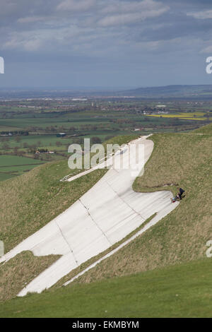 Wiltshire, UK. 12th April, 2015. UK Weather: Strong blustery winds high upon the landmark chalk White Horse above the town of Westbury. The strong winds did not stop many members of the public from visiting and making use of the weather to hike, walk pet dogs, fly kites and enjoy the stunning views across the Wiltshire vale.  The site is protected by English Heritage who maintain the ancient Iron Age hill fort seasonally by allowing grazing flocks of sheep to maintain favourable chalk grasses and scrub plants.   Credit:  Wayne Farrell/Alamy Live News Stock Photo