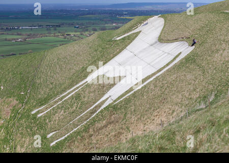 Wiltshire, UK. 12th April, 2015. UK Weather: Strong blustery winds high upon the landmark chalk White Horse above the town of Westbury. The strong winds did not stop many members of the public from visiting and making use of the weather to hike, walk pet dogs, fly kites and enjoy the stunning views across the Wiltshire vale.  The site is protected by English Heritage who maintain the ancient Iron Age hill fort seasonally by allowing grazing flocks of sheep to maintain favourable chalk grasses and scrub plants.   Credit:  Wayne Farrell/Alamy Live News Stock Photo