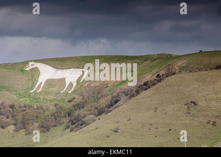 Wiltshire, UK. 12th April, 2015. UK Weather: Strong blustery winds high upon the landmark chalk White Horse above the town of Westbury. The strong winds did not stop many members of the public from visiting and making use of the weather to hike, walk pet dogs, fly kites and enjoy the stunning views across the Wiltshire vale.  The site is protected by English Heritage who maintain the ancient Iron Age hill fort seasonally by allowing grazing flocks of sheep to maintain favourable chalk grasses and scrub plants.   Credit:  Wayne Farrell/Alamy Live News Stock Photo