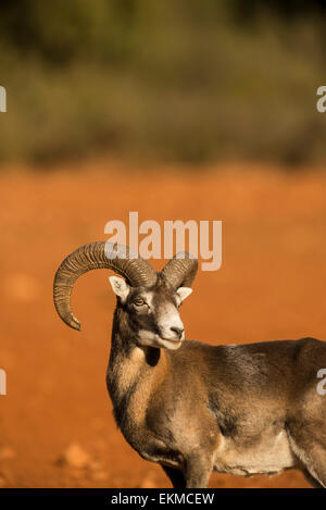 Mouflon (Ovis musimon) Stock Photo