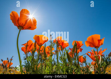 California Poppies in bloom, Antelope Valley California Poppy Reserve, Mojave Desert, California. Stock Photo