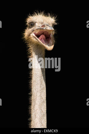 Close up portrait of ostrich , with beak open on black background Stock Photo