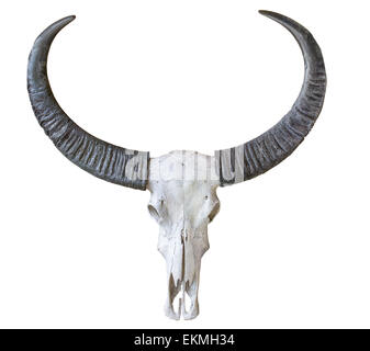 Buffalo skull isolated on white background Stock Photo