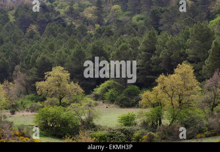 Scenic mountains, forest in spring, landscape, Sierra los Camarolos, Andalusia, Southern Spain. Stock Photo