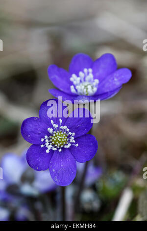 Two blue anemone (Latin: Anemone hepatica) closeup in the morning light with raindrops Stock Photo
