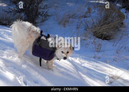 Goldi dog with her backpack on playing in snow in Sandia Mountains of New Mexico - USA