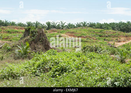 Rainforest deforestation caused by new palm oil plantations in Borneo, Malaysia Stock Photo