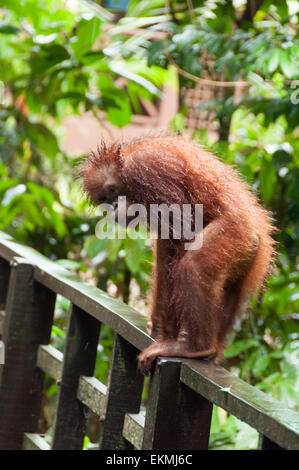 Sepilok Orangutan Sanctuary, Sabah, Borneo, Malaysia Stock Photo