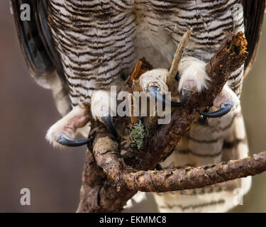 A closeup of a great horned owls talons.