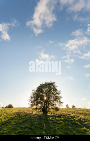 The sun sets behind a tree on a countryside walk down the river Ouse in York, North Yorkshire, on a beautiful summer's evening. Stock Photo