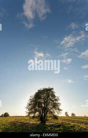 The sun sets behind a tree on a countryside walk down the river Ouse in York, North Yorkshire, on a beautiful summer's evening. Stock Photo