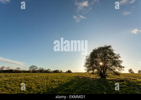 The sun sets behind a tree on a countryside walk down the river Ouse in York, North Yorkshire, on a beautiful summer's evening. Stock Photo