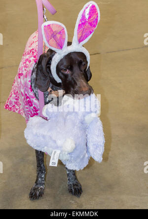 German Shorthaired Pointer wearing bunny ears carrying plush rabbit in mouth at Easter Stock Photo