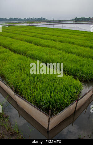 Rice seedbed in Karawang, West Java, Indonesia. Stock Photo