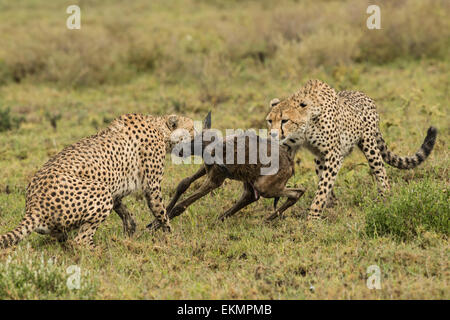 Two cheetahs with baby wildebeest kill. Stock Photo