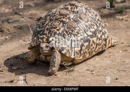African leopard tortoise, Tanzania Stock Photo