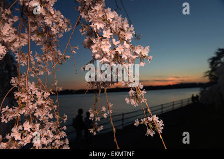 Washington, DC, USA. 12th Apr, 2015. Cherry blossoms are seen around the Tidal Basin in Washington, DC, capital of the United States, April 12, 2015. The cherry blossoms in the U.S. capital are in full bloom this weekend. Credit:  Yin Bogu/Xinhua/Alamy Live News Stock Photo