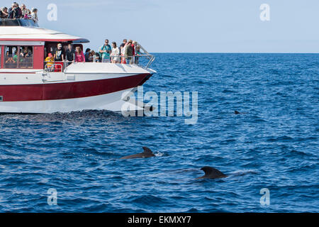 Tourists on whale watching boat looking at Short-finned Pilot Whales (Globicephala macrorhynchus), Tenerife, Canary Islands Stock Photo