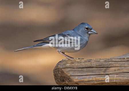 Male Blue Chaffinch (Fringilla teydea), perched on picnic table, Tenerife, Canary Islands Stock Photo