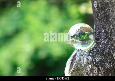 Glass globe in a forest Stock Photo
