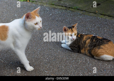 Stray Cats Stock Photo