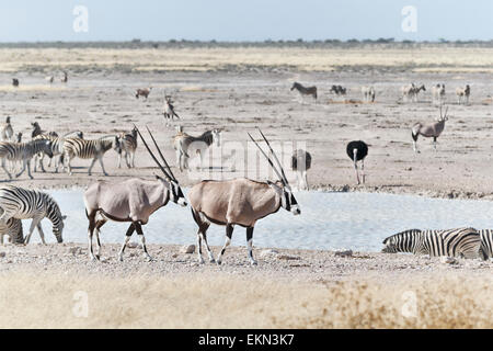 Oryx and Zebras at a waterhole in Etosha Park, Namibia Stock Photo