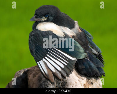 Nestling birds magpie(Pica pica) Stock Photo