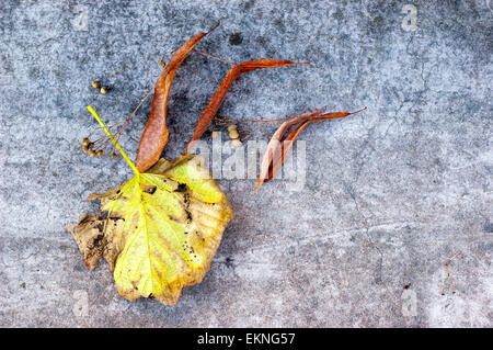 A Dry Tilia (Lime-tree) branch with his fruits, flowers and green leaves, on a gray concrete background Stock Photo