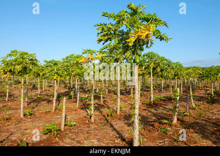 Dominikanische Republik, Südwesten, Halbinsel Baoruco, Papaya-Plantage bei Pedernales Stock Photo