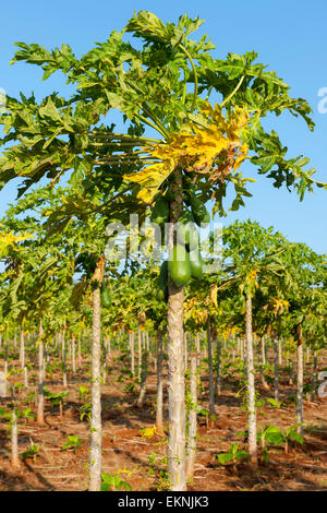 Dominikanische Republik, Südwesten, Halbinsel Baoruco, Papaya-Plantage bei Pedernales Stock Photo