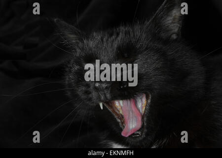 Screaming angry black cat. Isolated on black Stock Photo