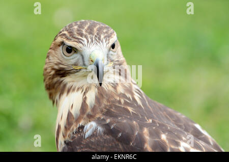 Portrait of a red-tailed hawk, Buteo jamaicensis, looking at camera Stock Photo