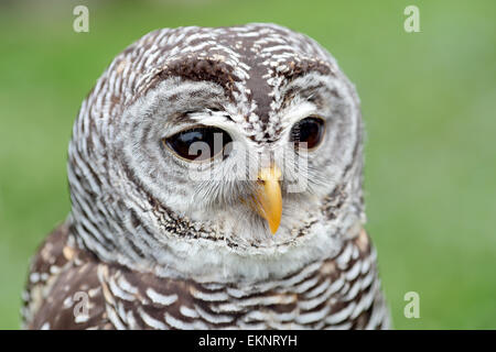 Closeup of the face of a barred owl, Strix varia, with the beak closed Stock Photo