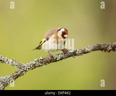 Goldfinch Perched On A Lichen Covered Branch Stock Photo