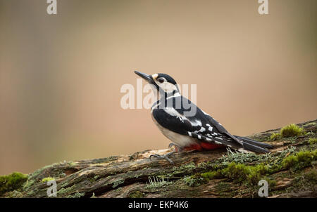 Great Spotted Woodpecker Perched On A Moss Covered Log In The Forest Of Dean Stock Photo