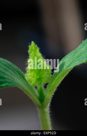 Close up view of the first true leaves of a Jack-O-Lantern pumpkin seedling germinating indoors Stock Photo