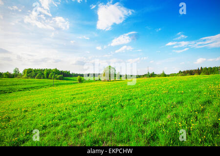 Green field under blue sky Stock Photo