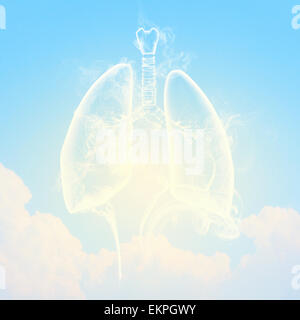 Schematic illustration of human lungs Stock Photo