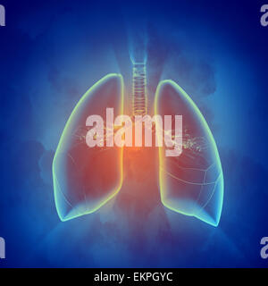Schematic illustration of human lungs Stock Photo
