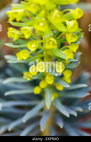 Euphorbia characias subsp. wulfenii, Mediterranean spurge Euphorbia wulfenii Stock Photo