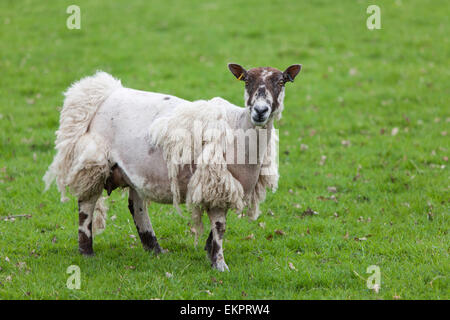 Sheep in need of shearing Stock Photo
