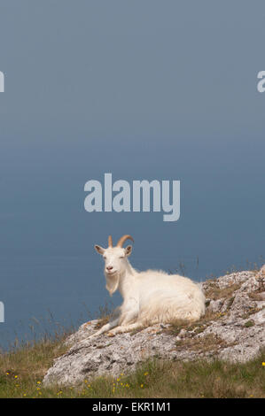 One of the Great Orme Goats on the Great Orme, Llandudno in North Wales Stock Photo