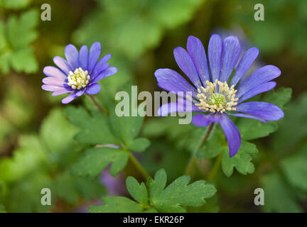 Purple Anemone Blanda Stock Photo