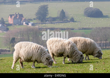 Three Poll Dorset sheep grazing on farm land on Haye's Down in South Downs National Park hills. West Dean Chichester West Sussex England UK Britain Stock Photo