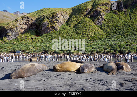 Group of basking Elephant seals and King Penguins Gold Harbour South Georgia Stock Photo
