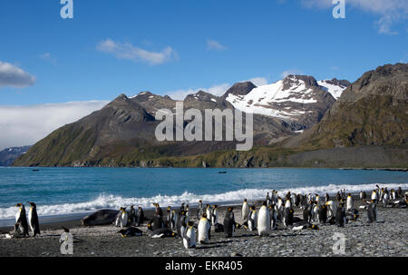 King Penguin colony and snowcapped mountains Gold Harbour South Georgia Stock Photo